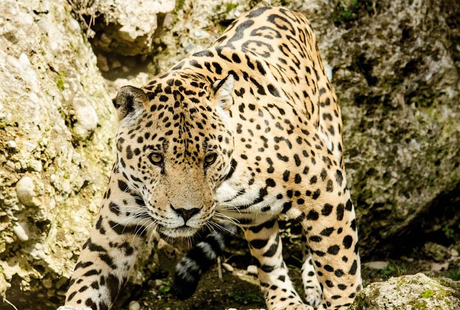 jaguar