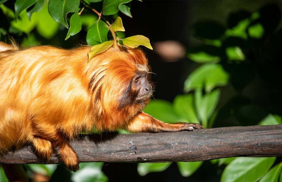 tamarin-lion