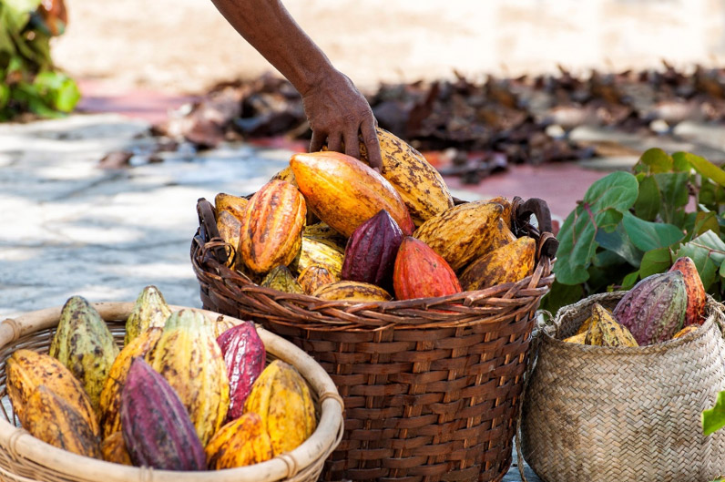 cacao