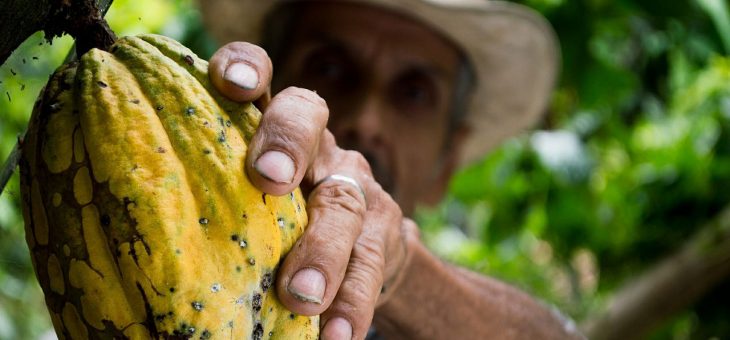 Le cacao, véritable or noir d’Amérique latine