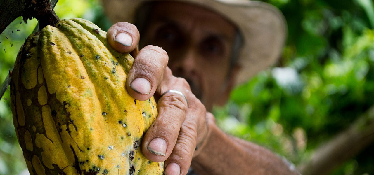 cacao Colombie