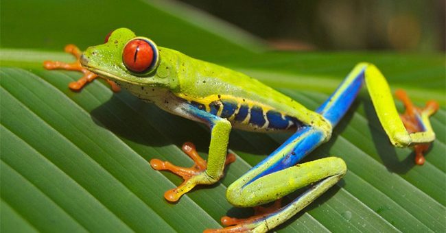 Le 20 juin à Paris, déjeuner de la Cotal : Office de Tourisme du Costa Rica