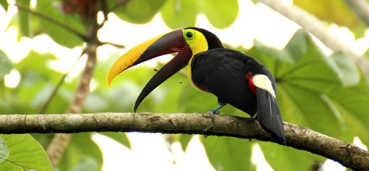 Le Costa Rica installe ses couleurs au Centre commercial du CNIT, à la Défense