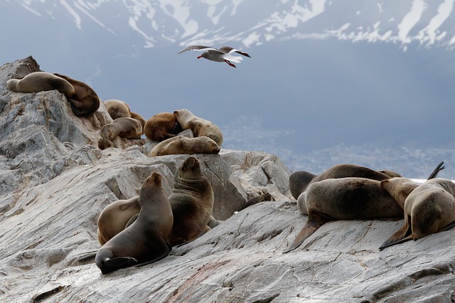 sea-lions