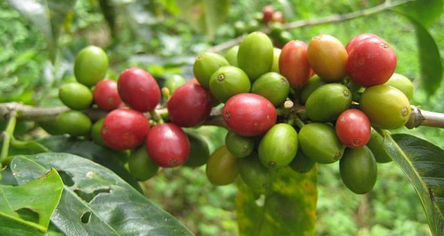 Variations autour du café d’Amérique latine et des Caraïbes