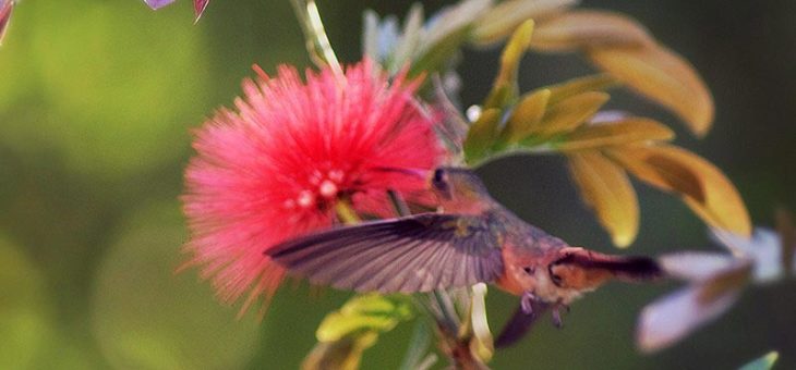 Parcs et jardins urbains : les villes latinoaméricaines dévoilent leur vraie nature